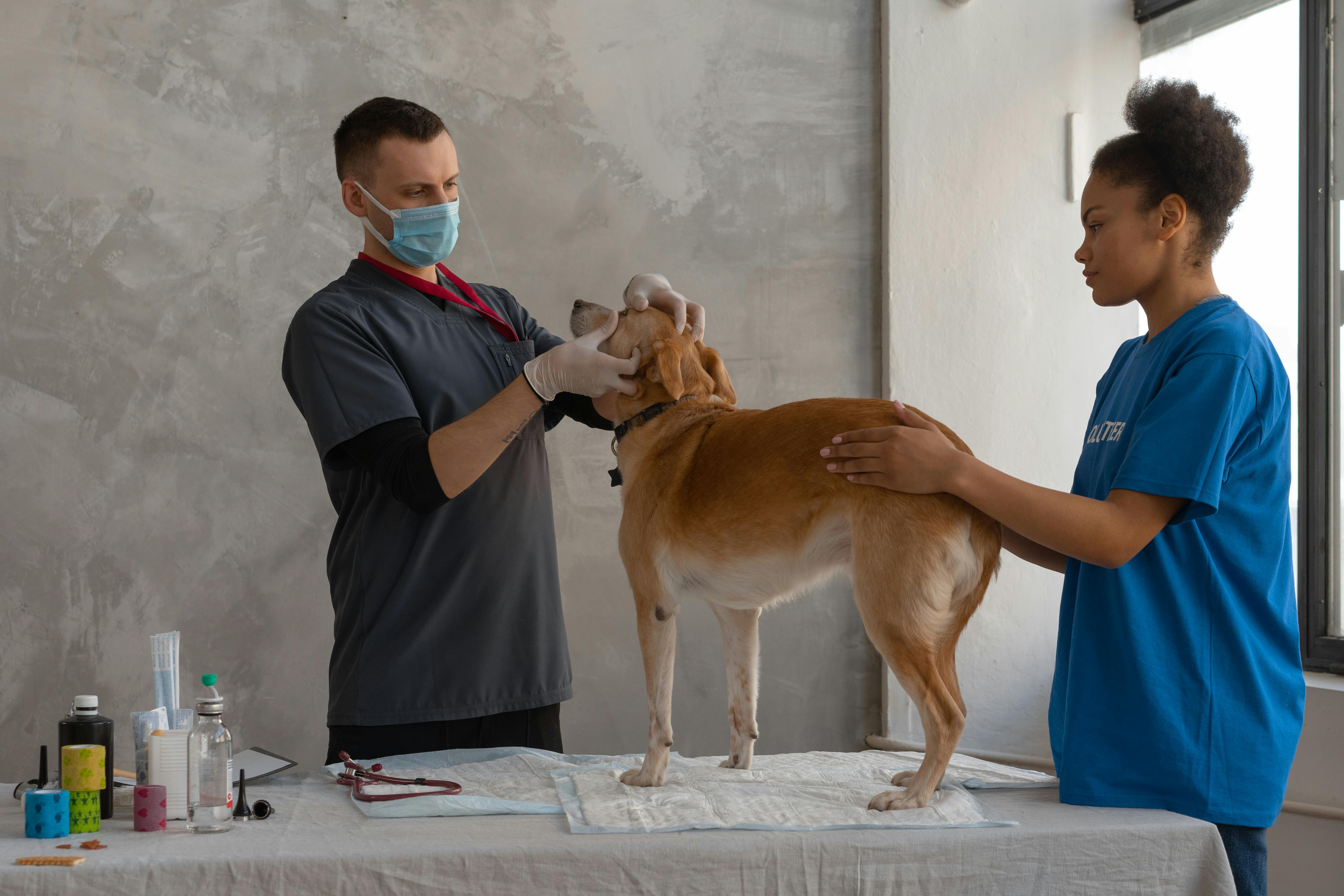 Veterinary Services in Africa