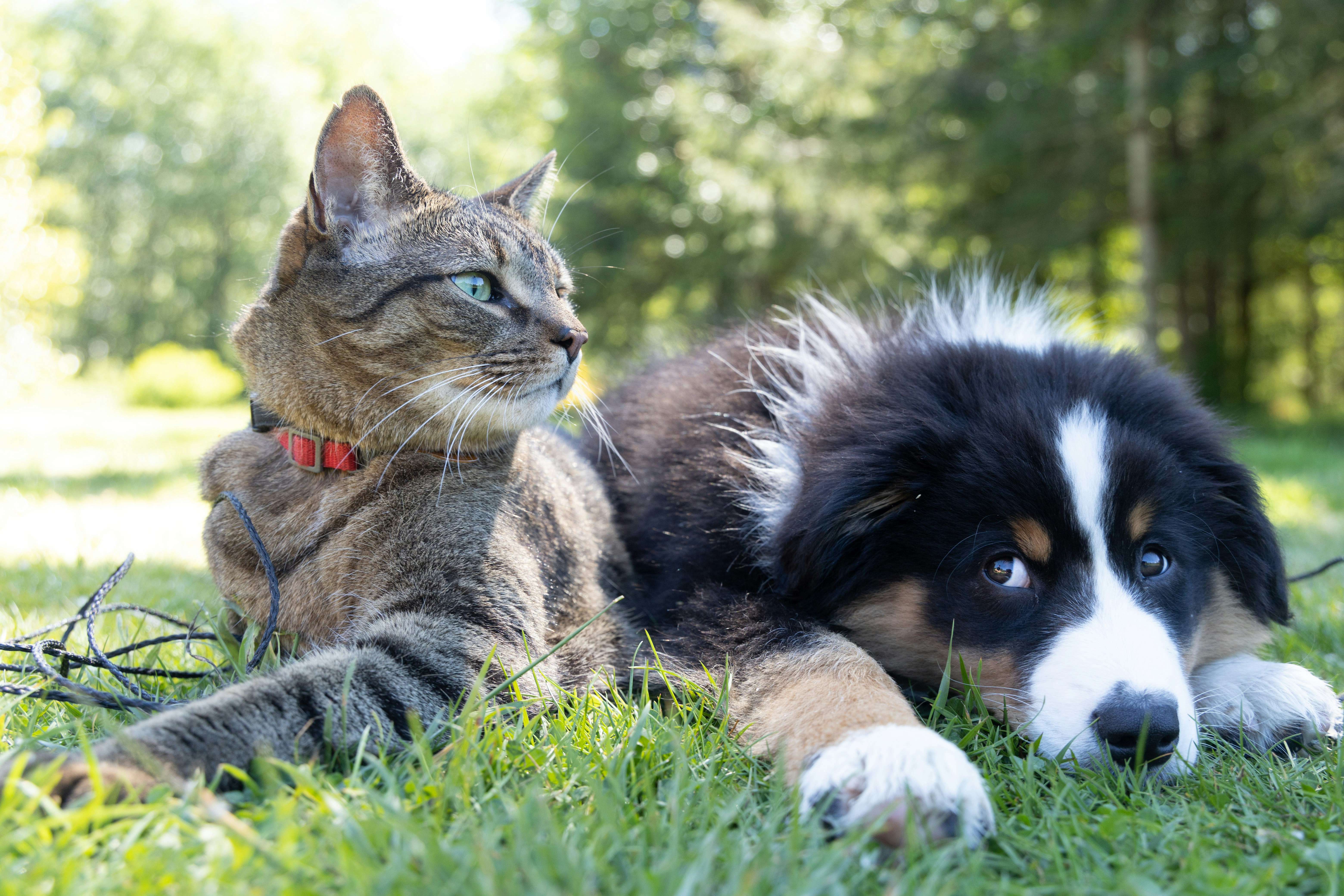 Vet Consultation Process
